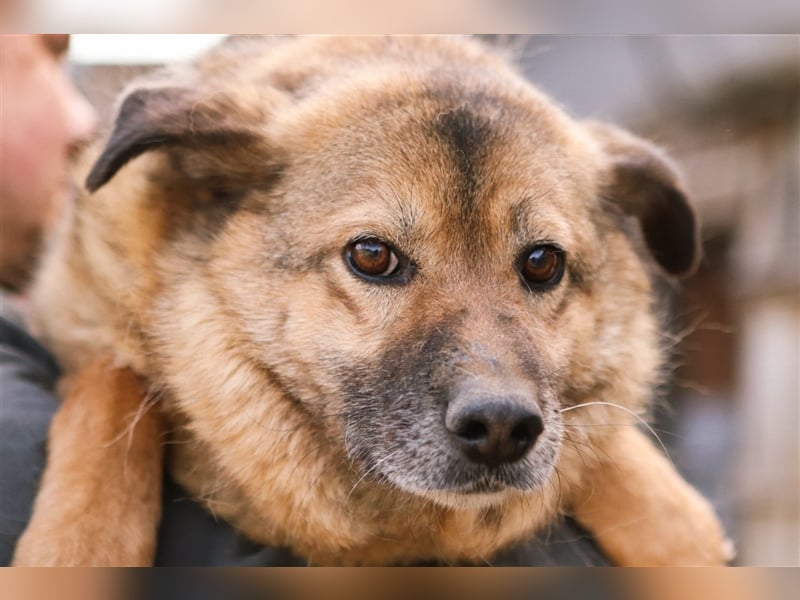 Litta❤️ auf der Suche nach hundeerfahrenen Menschen und einem liebevollem Zuhause