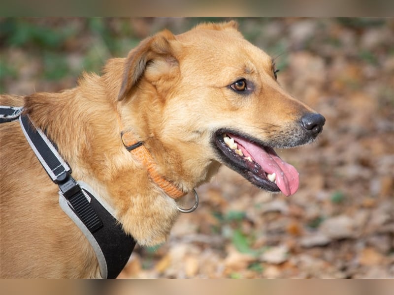 Verschmuster Tierheimhund Djushes❤️sucht seine Herzensmenschen