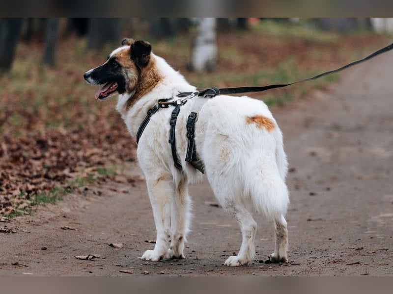 Hübsche Tierschutzmaus Busya ❤️ sucht ein liebevolles Zuhause