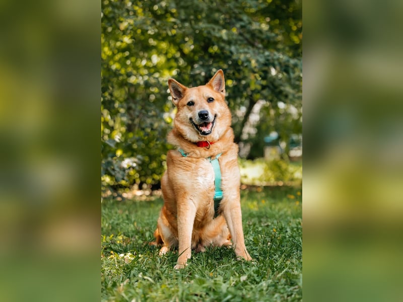 Diego ❤️ ruhiger und ausgeglichener Begleiter sucht Zuhause