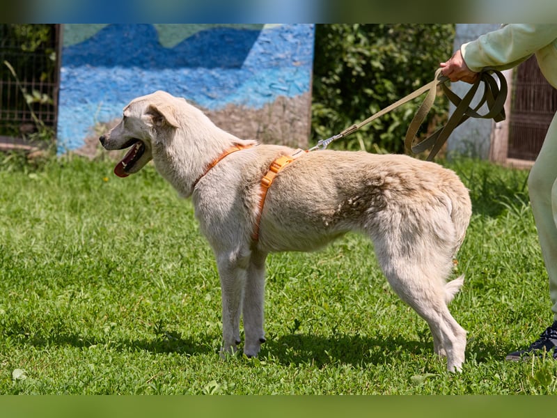 Tamar❤️ Liebevolle Hündin sucht ein Zuhause voller Geborgenheit