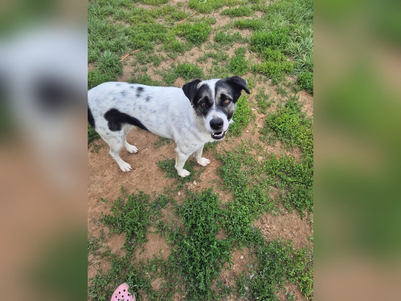 Sanfte Seele Suri ❤️ sucht ihr Für-Immer-Zuhause