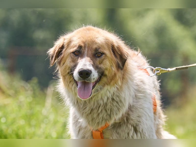 Freundliche verschmuste Beiba ❤️ sucht eine eigene Familie
