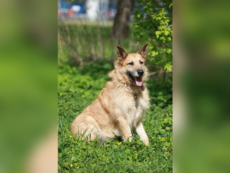 Charaktervoller Rüde Max ❤️ aus dem Tierschutz sucht endlich sein Glück