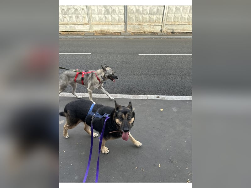 Ruhige Asya ❤️ sucht ein Zuhause mit Hundegesellschaft