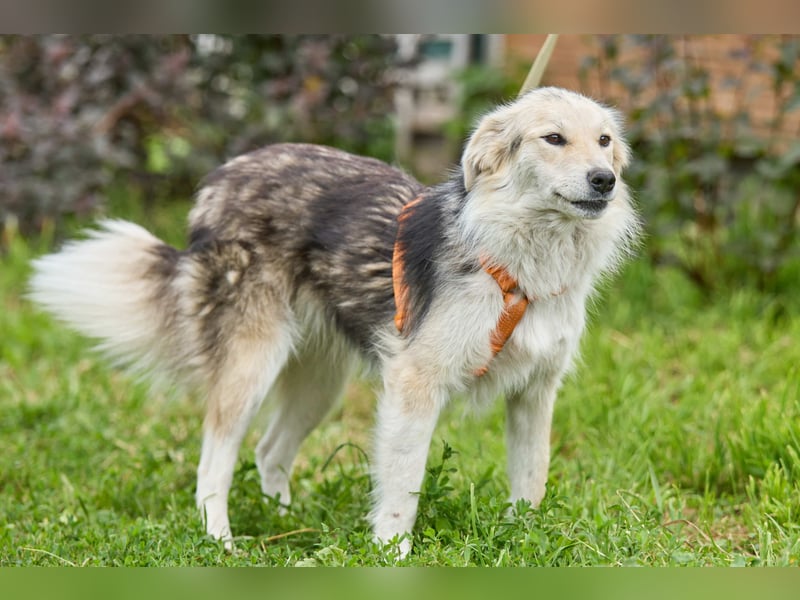 Zita ❤️ Wunderschöne junge Hündin sucht ihr Zuhause