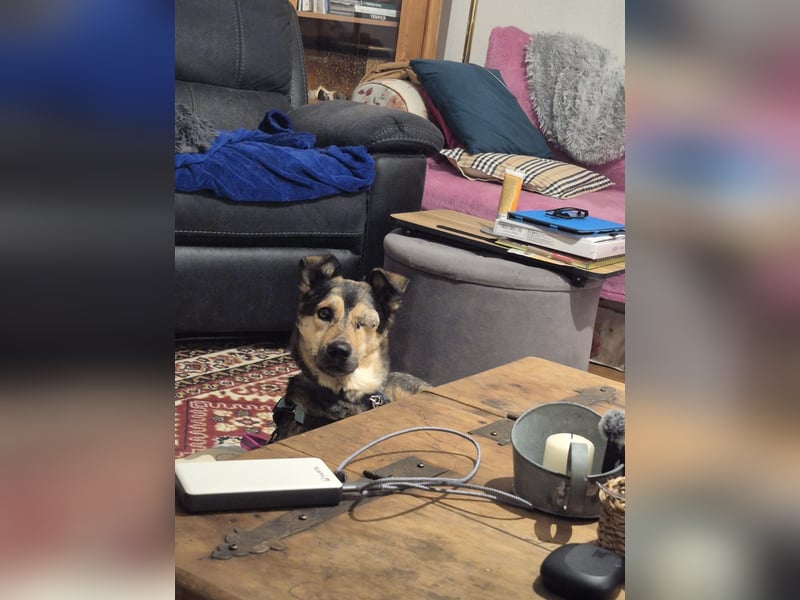 Treue Seele Bonnie ❤️ aus dem Tierschutz in 87648 Aitrang