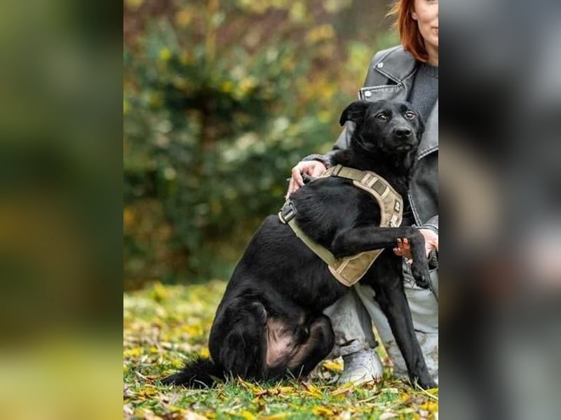 Stepa ❤️ sucht sein Zuhause