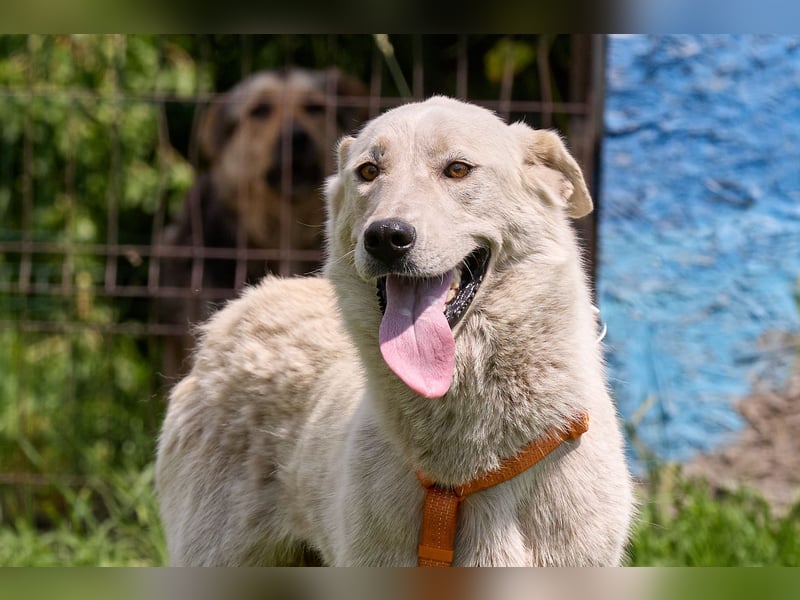Tamar❤️ Liebevolle Hündin sucht ein Zuhause voller Geborgenheit