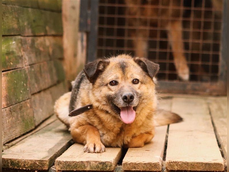 Litta❤️ auf der Suche nach hundeerfahrenen Menschen und einem liebevollem Zuhause