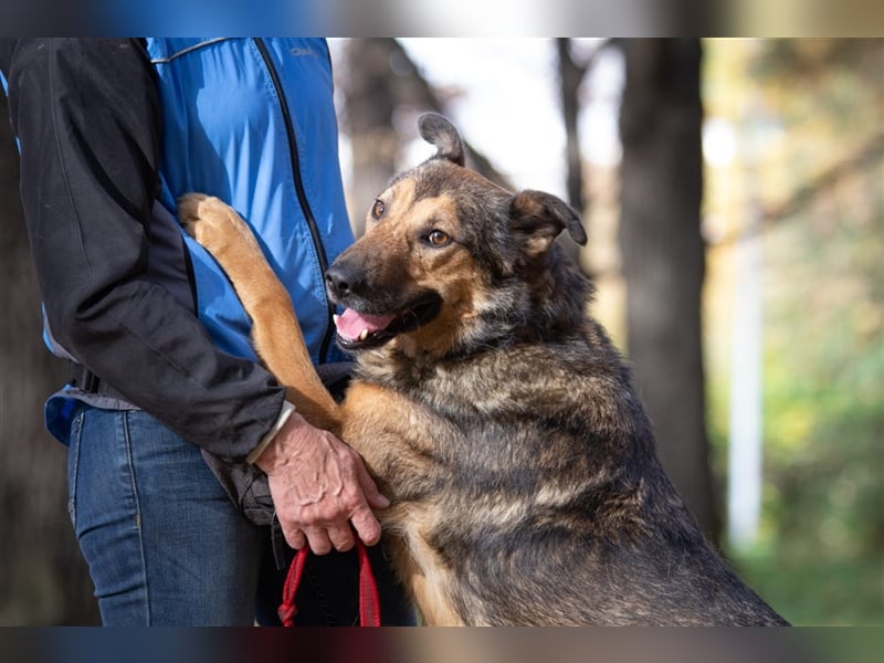 Sanfter Traumhund Yasha❤️befindet sich derzeit auf einer Pflegestelle in 83543 Rott am Inn