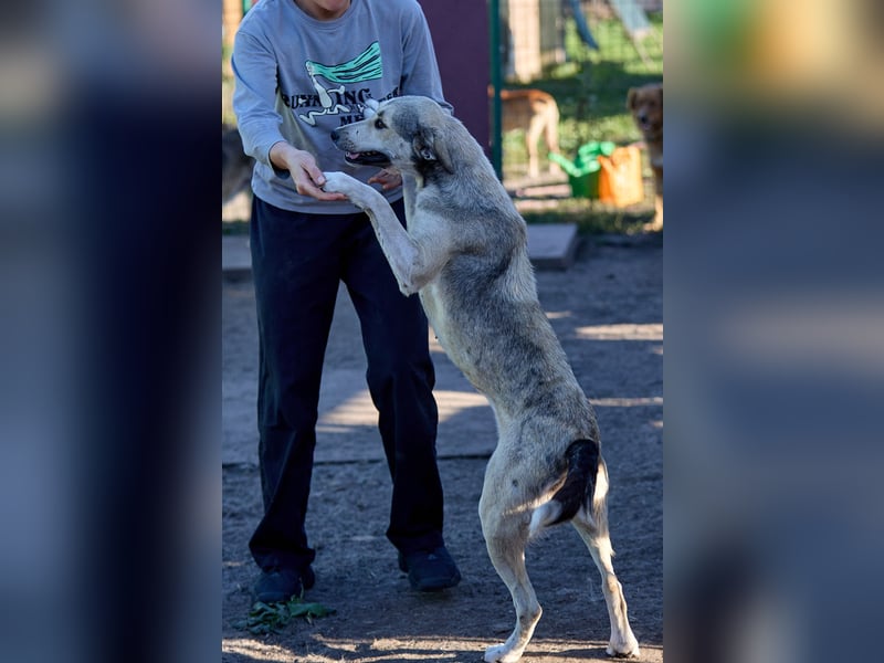 Lusya ❤️ Sanfte Hündin mit großem Herzen sucht ein liebevolles Zuhause