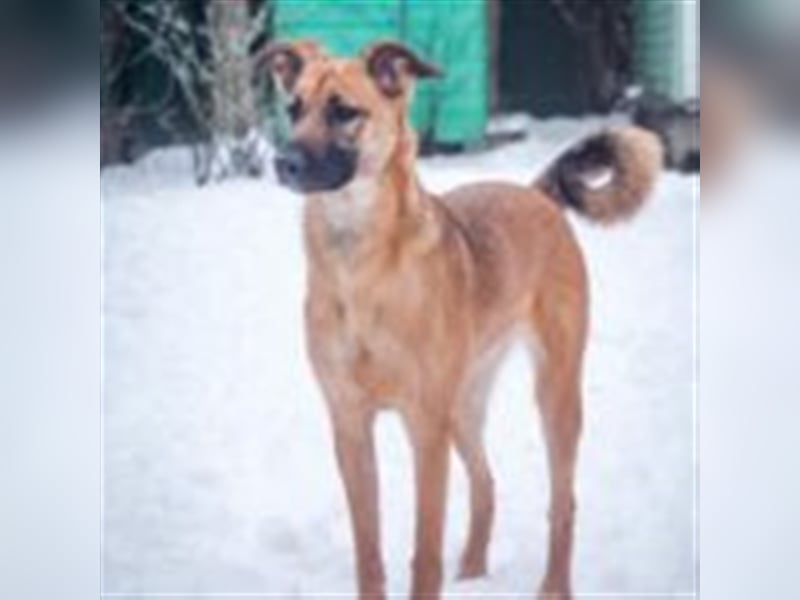 Cherry ❤️ freundliche und liebevolle Knutschkugel sucht Zuhause