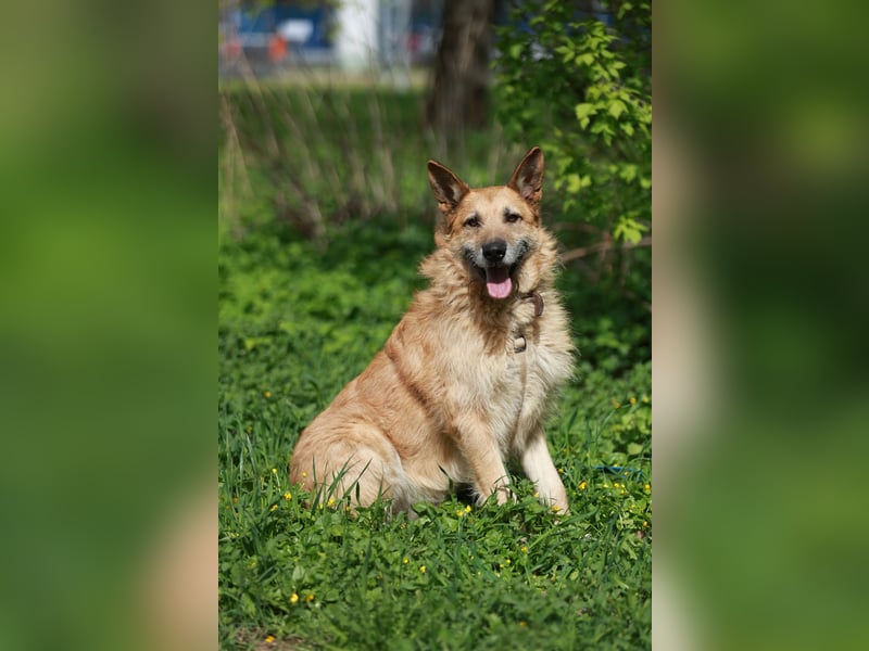Charaktervoller Rüde Max ❤️ aus dem Tierschutz sucht endlich sein Glück