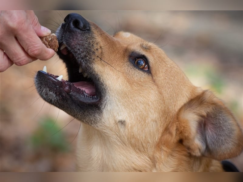 Verschmuster Tierheimhund Djushes❤️sucht seine Herzensmenschen