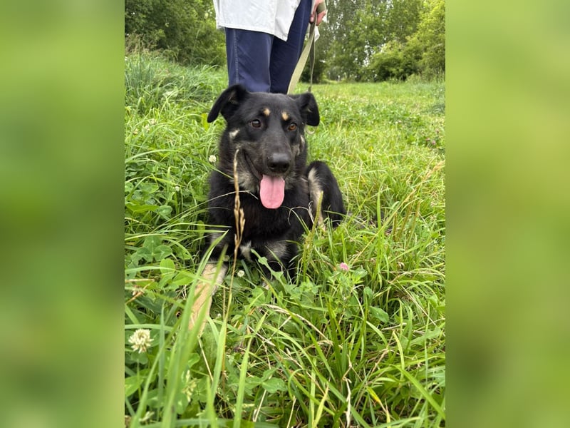 Tierschutzhündin Linda ❤️sucht liebevolle Pflege- oder Endstelle