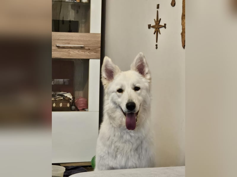 Freundliche Tierschutzhündin Esta  ❤️ in 22085 Hamburg