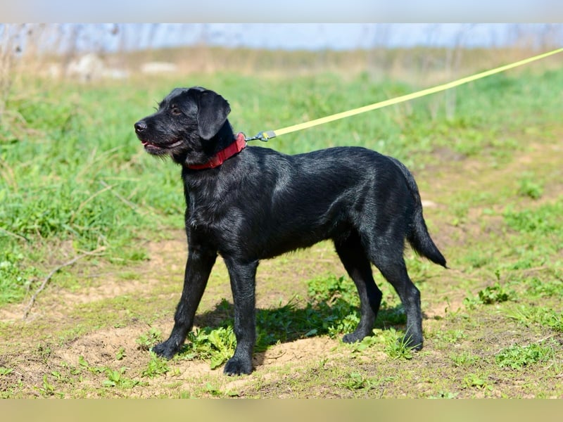 Palfy ❤️ junge, sportliche Hündin mit ganz viel Charme und Persönlichkeit sucht ihre Menschen