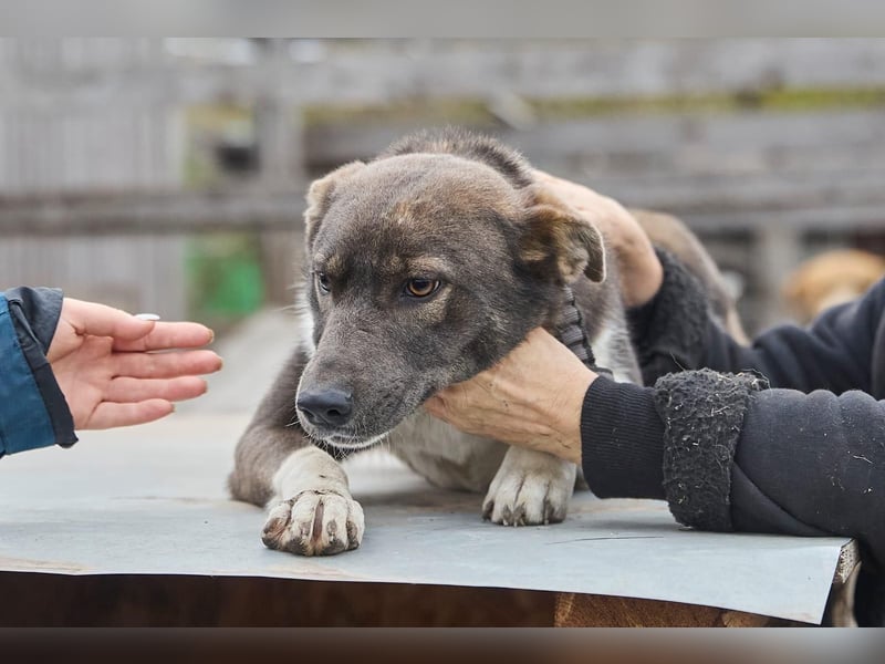 Feine junge Hündin Brownie ❤️ aus dem Tierschutz in 22307 Hamburg