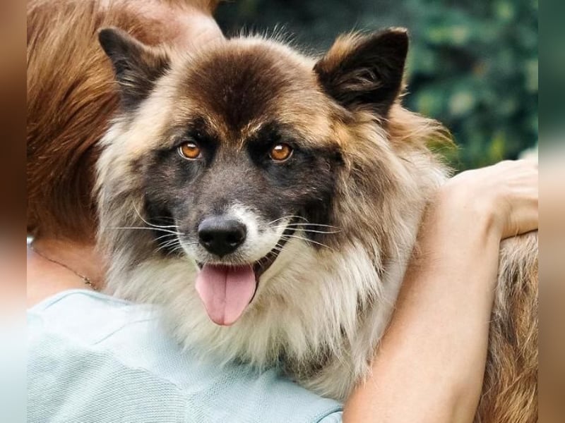 Alma sucht ihren Herzensmenschen  ❤️ klug, treu und voller Liebe