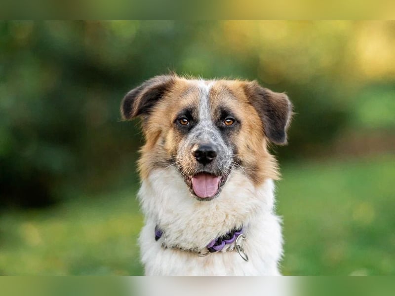 Freundlicher Tierschutzrüde Emelya ❤️ sucht seine Menschen