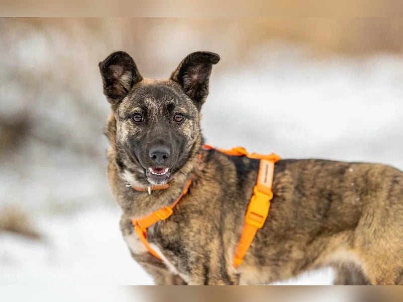 Aktive und lebensfrohe Junghündin Mia ❤️ sucht ein Zuhause mit Bewegung