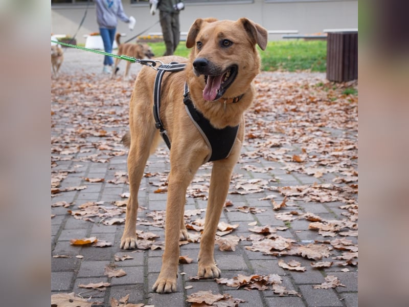 Verschmuster Tierheimhund Djushes❤️sucht seine Herzensmenschen