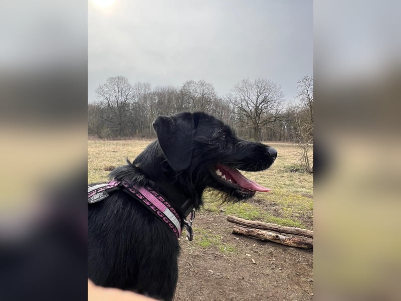 Palfy ❤️ junge, sportliche Hündin mit ganz viel Charme und Persönlichkeit sucht ihre Menschen