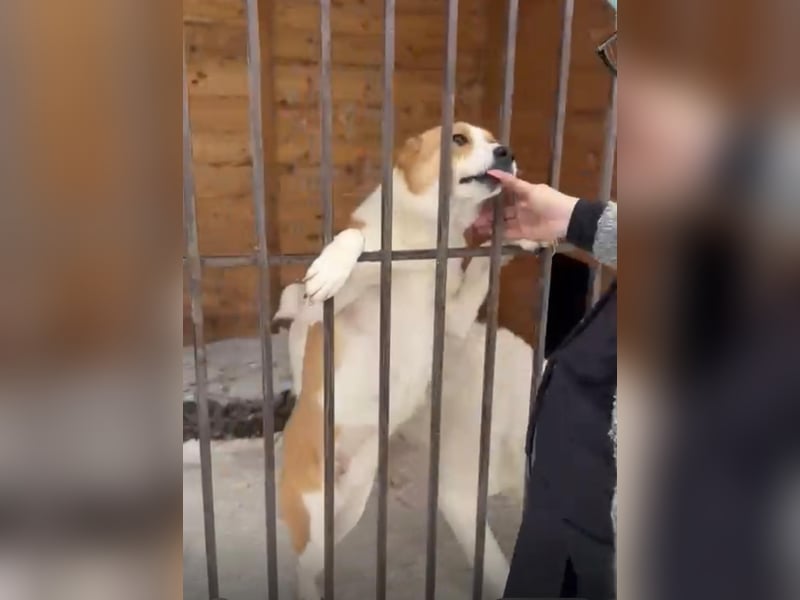 Freundliche Tierschutzhündin Elli ❤️ sucht Pflege- oder Endstelle