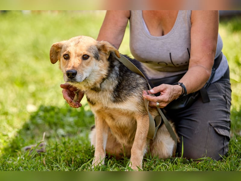 Nova ❤️ Freundliche Hündin sucht ein Zuhause