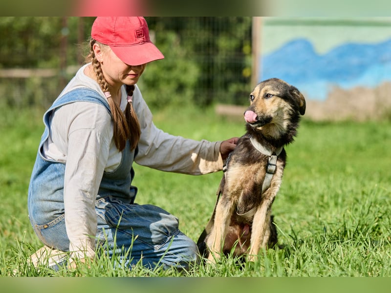 Anton ❤️ Fröhlicher junger Rüde sucht seine Familie
