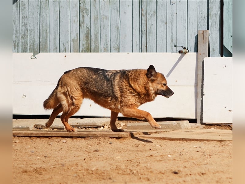 Litta❤️ auf der Suche nach hundeerfahrenen Menschen und einem liebevollem Zuhause