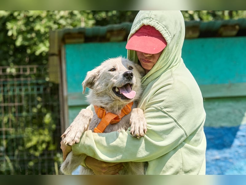 Darya ❤️ Sanfte Hündin sucht ein Zuhause mit Geduld und Verständnis