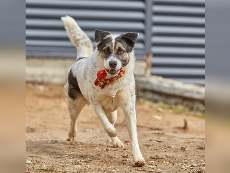 Sanfte Seele Suri ❤️ sucht ihr Für-Immer-Zuhause