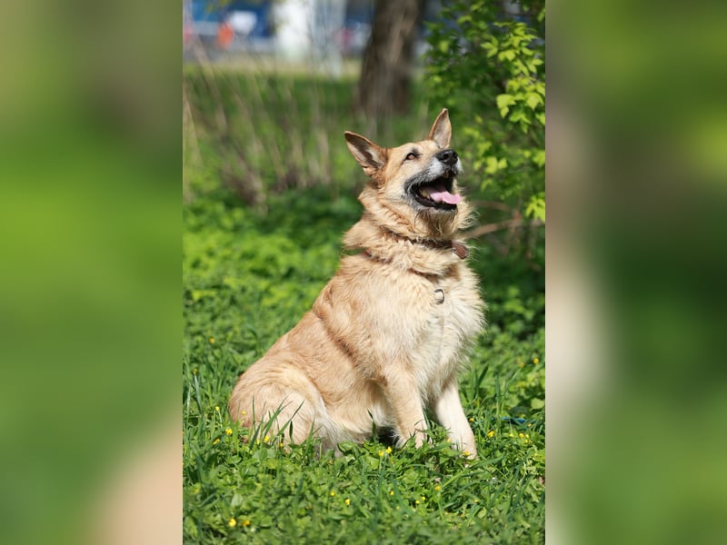 Charaktervoller Rüde Max ❤️ aus dem Tierschutz sucht endlich sein Glück