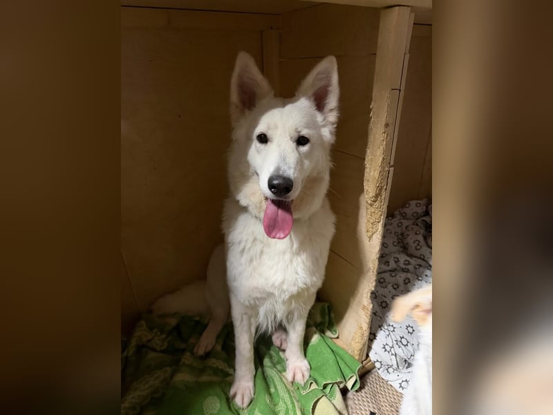 Freundliche Tierschutzhündin Esta  ❤️ in 22085 Hamburg