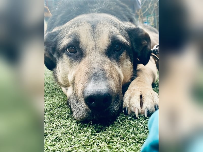 Ruhe und Liebe: Lisa❤️sucht ein warmes Körbchen