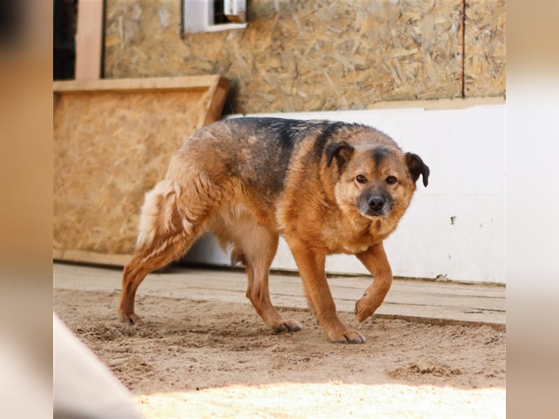 Litta❤️ auf der Suche nach hundeerfahrenen Menschen und einem liebevollem Zuhause