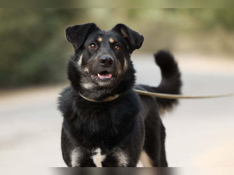 Tierschutzhündin Linda ❤️sucht liebevolle Pflege- oder Endstelle