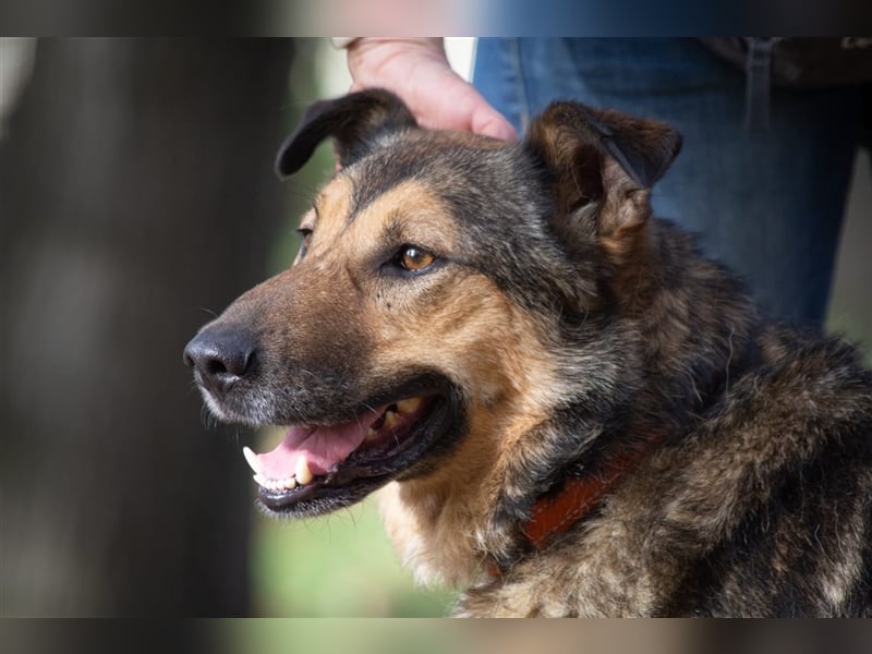 Sanfter Traumhund Yasha❤️befindet sich derzeit auf einer Pflegestelle in 83543 Rott am Inn