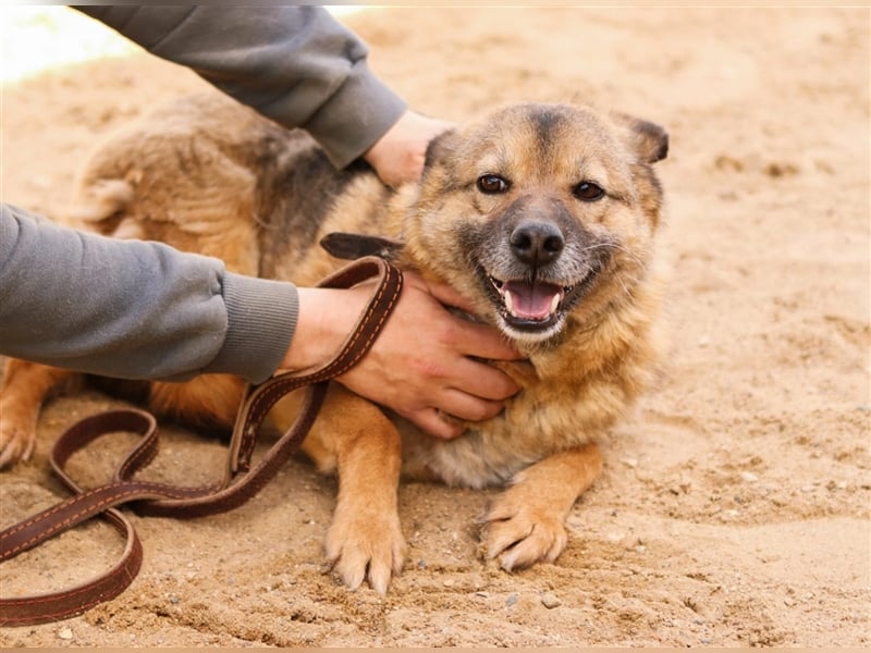 Litta❤️ auf der Suche nach hundeerfahrenen Menschen und einem liebevollem Zuhause