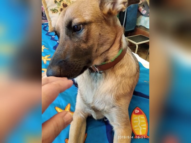 Cherry ❤️ freundliche und liebevolle Knutschkugel sucht Zuhause