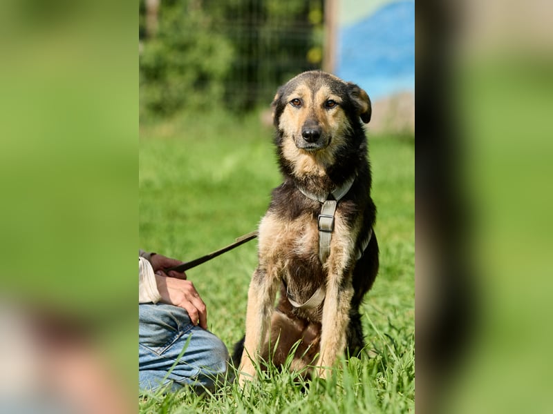 Anton ❤️ Fröhlicher junger Rüde sucht seine Familie