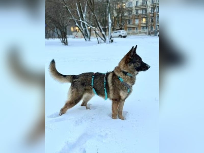Piper❤️  treue Begleiterin mit großem Herz