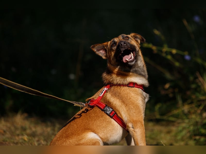 Ariel ❤️ Liebevolle Hündin mit besonderem Charme sucht ein liebevolles Zuhause