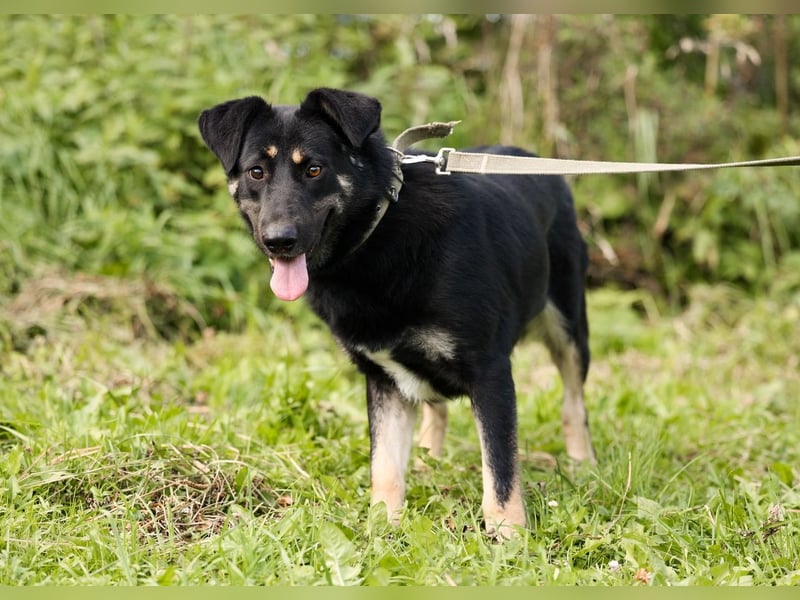 Tierschutzhündin Linda ❤️sucht liebevolle Pflege- oder Endstelle