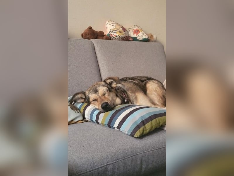 Greys ❤️ eine besondere Hündin sucht besondere Menschen