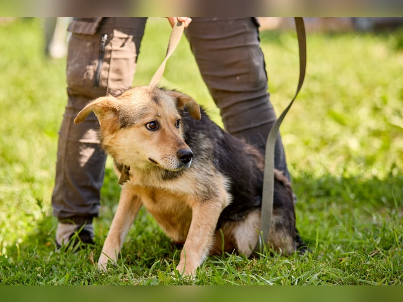 Nova ❤️ Freundliche Hündin sucht ein Zuhause