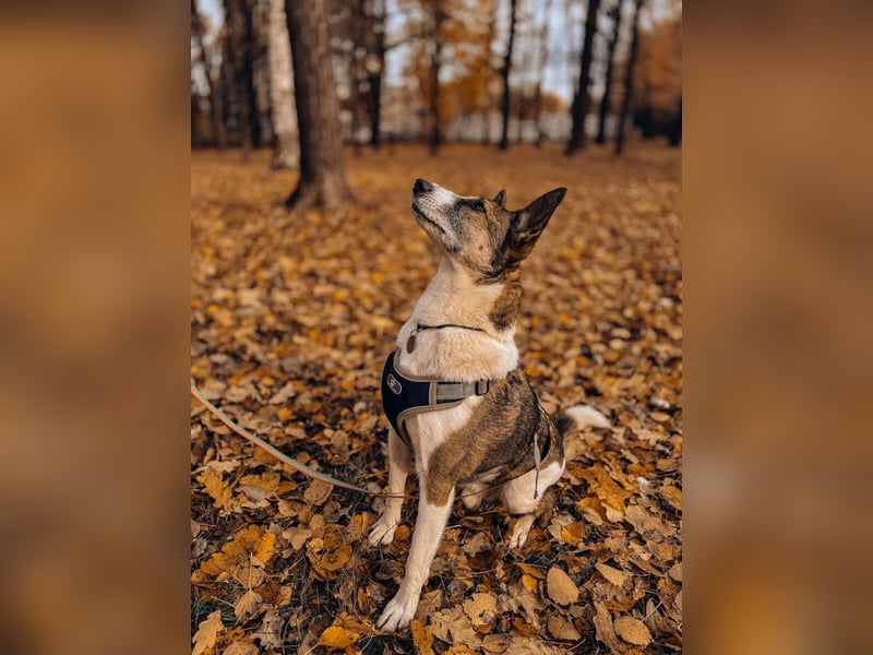 Kasper ❤️ Treuer Begleiter sucht seine Bezugsperson
