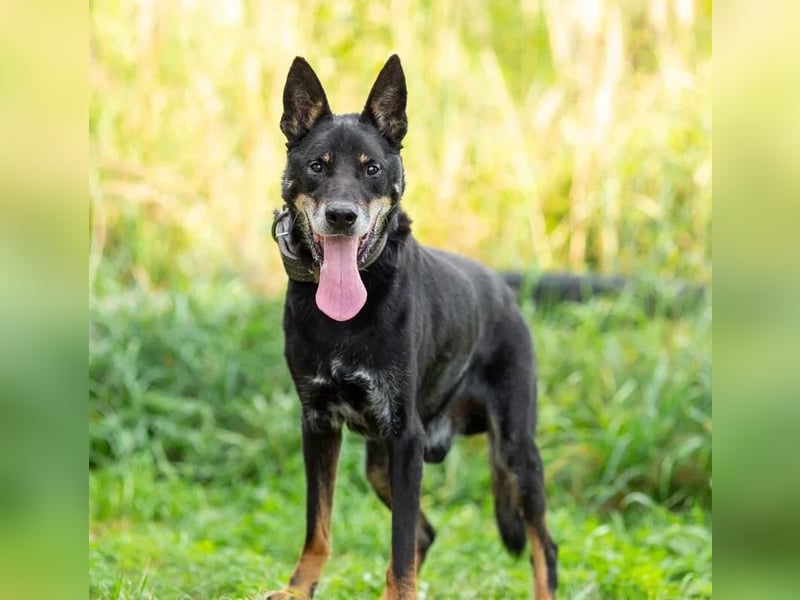 Misha ❤️ Hundeopi mit schwerem Schicksal sucht Geborgenheit Misha ❤️ Hundeopi mit schwerem Schicksal sucht Geborgenheit